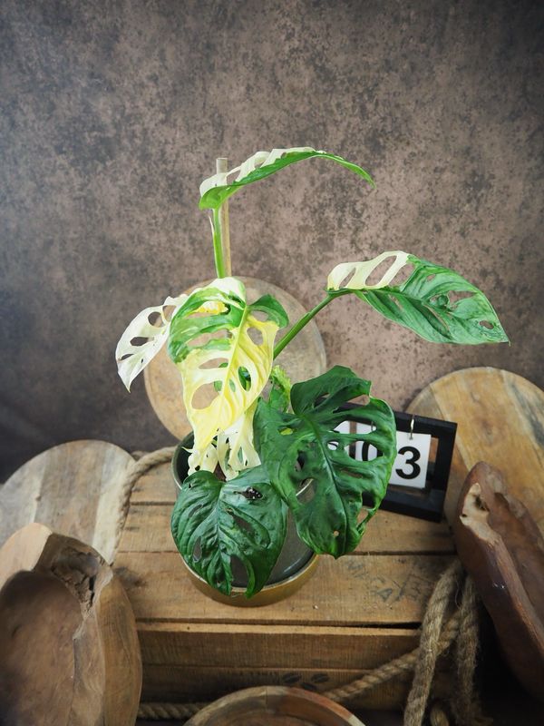 Monstera adansonii Albo Variegata #3 Monstera adansonii Albo Variegata #3