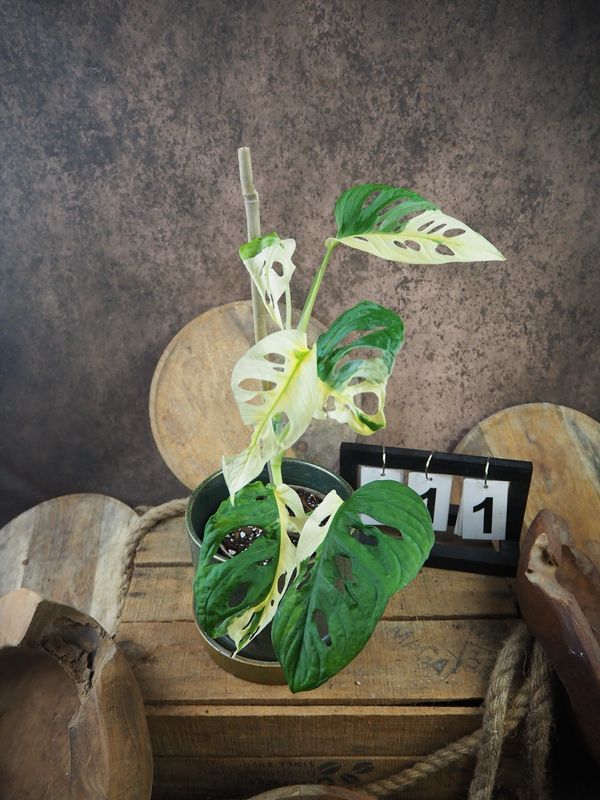 Monstera adansonii Albo Variegata #11 Monstera adansonii Albo Variegata #11
