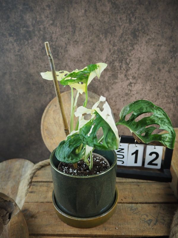 Monstera adansonii Albo Variegata #12 Monstera adansonii Albo Variegata #12