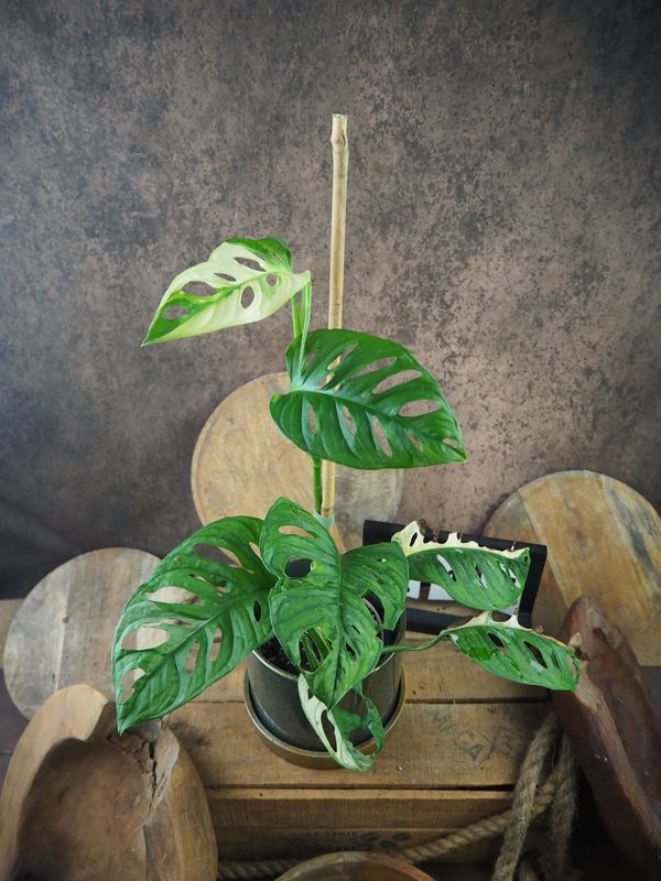 Monstera adansonii Albo Variegata #17 Monstera adansonii Albo Variegata #17