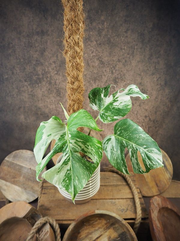 Monstera Deliciosa Albo Variegata #1 Monstera Deliciosa Albo Variegata #1