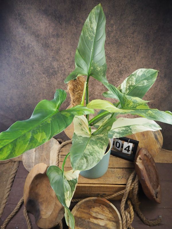 Philodendron Silver Sword Variegata #4 Philodendron Silver Sword Variegata #4