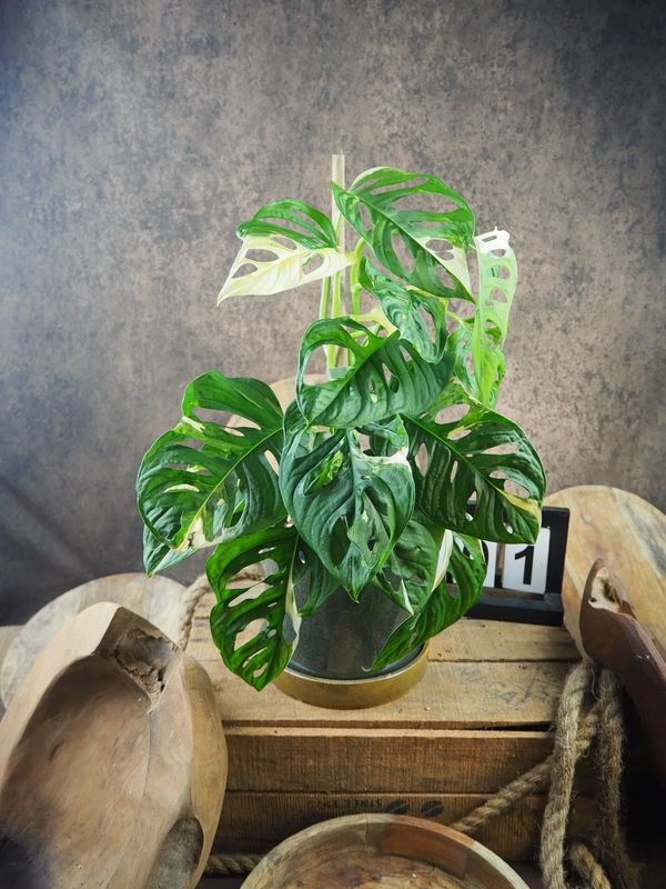 Monstera adansonii Albo Variegata #1 Monstera adansonii Albo Variegata #1