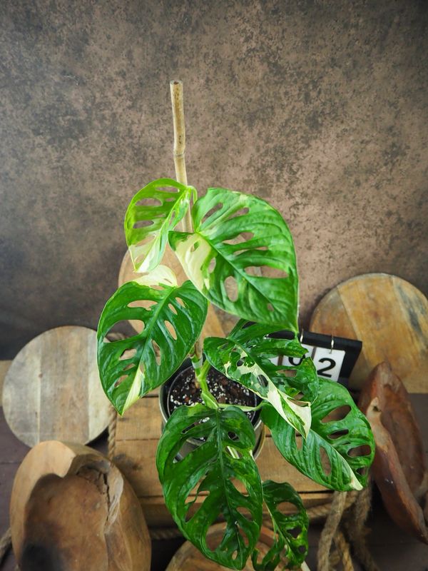 Monstera adansonii Albo Variegata #2 Monstera adansonii Albo Variegata #2