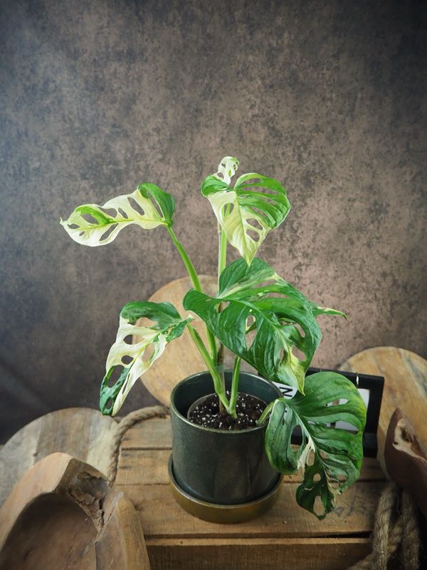Monstera adansonii Albo Variegata #4 Monstera adansonii Albo Variegata #4
