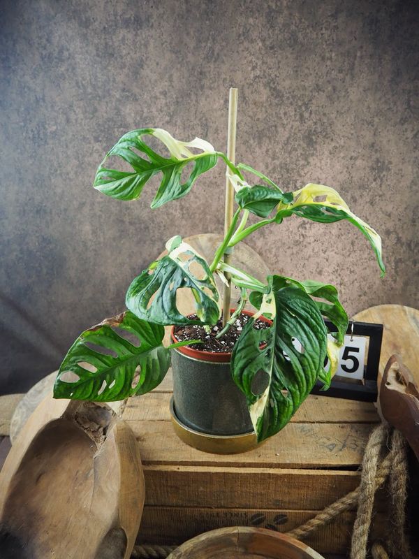 Monstera adansonii Albo Variegata #5 Monstera adansonii Albo Variegata #5