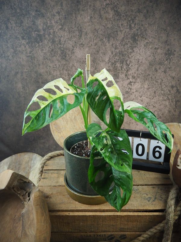 Monstera adansonii Albo Variegata #6 Monstera adansonii Albo Variegata #6
