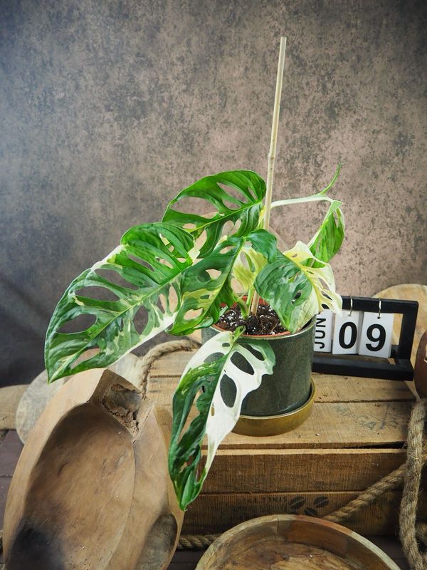 Monstera adansonii Albo Variegata #9 Monstera adansonii Albo Variegata #9
