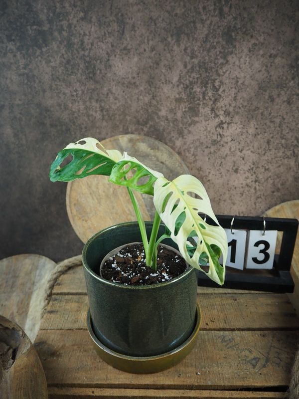 Monstera adansonii Albo Variegata #13 Monstera adansonii Albo Variegata #13