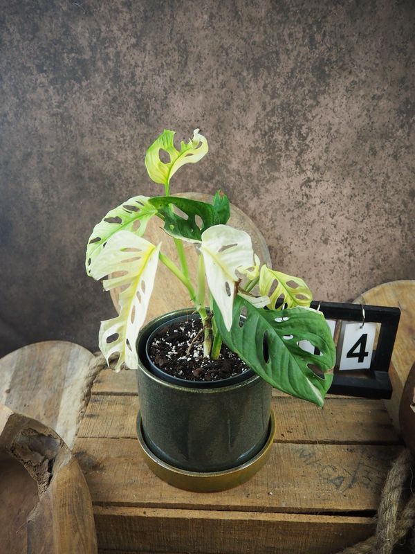 Monstera adansonii Albo Variegata #14 Monstera adansonii Albo Variegata #14