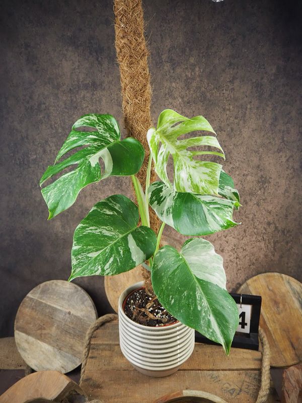 Monstera Deliciosa Albo Variegata #4 Monstera Deliciosa Albo Variegata #4
