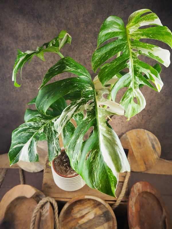 Monstera Deliciosa Albo Variegata #5 Monstera Deliciosa Albo Variegata #5