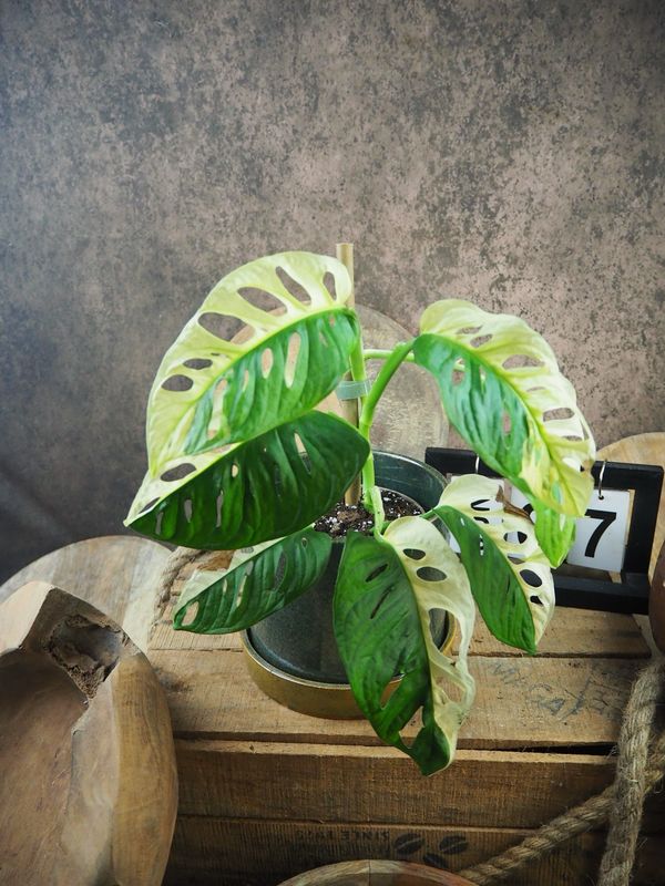 Monstera adansonii Albo Variegata #7 Monstera adansonii Albo Variegata #7
