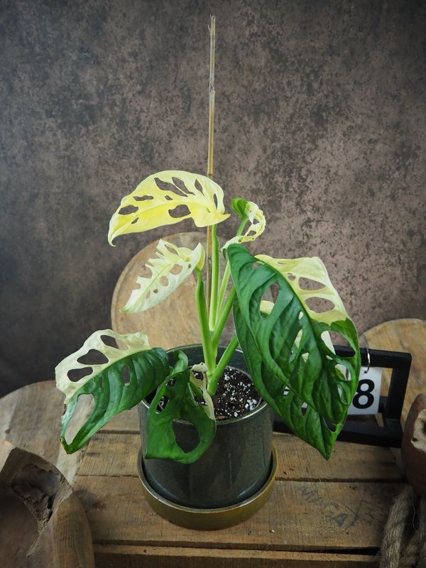 Monstera adansonii Albo Variegata #8 Monstera adansonii Albo Variegata #8