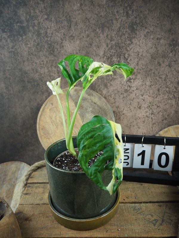 Monstera adansonii Albo Variegata #10 Monstera adansonii Albo Variegata #10