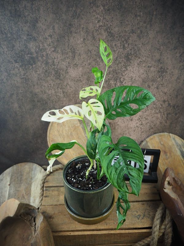 Monstera adansonii Albo Variegata #16 Monstera adansonii Albo Variegata #16