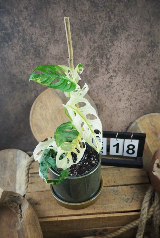 Monstera adansonii Albo Variegata #18 Monstera adansonii Albo Variegata #18