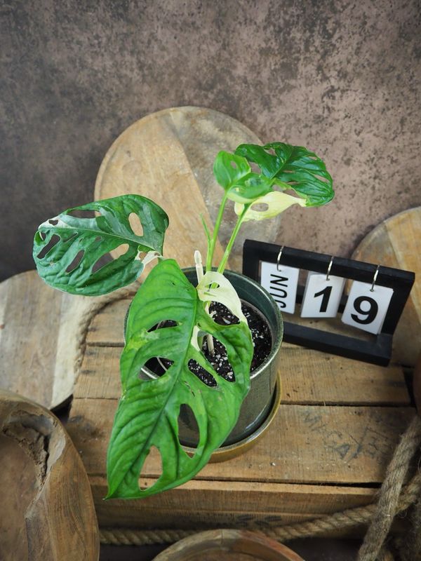 Monstera adansonii Albo Variegata #19 Monstera adansonii Albo Variegata #19