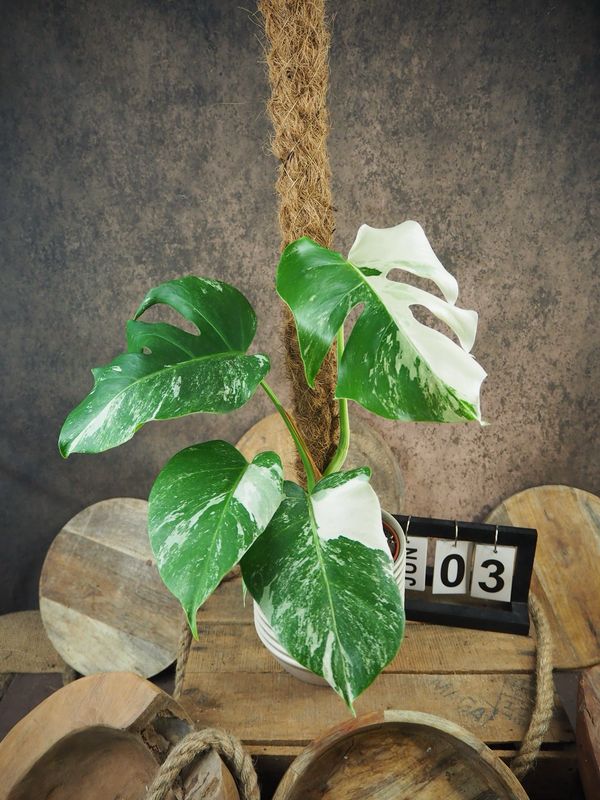 Monstera Deliciosa Albo Variegata #3 Monstera Deliciosa Albo Variegata #3