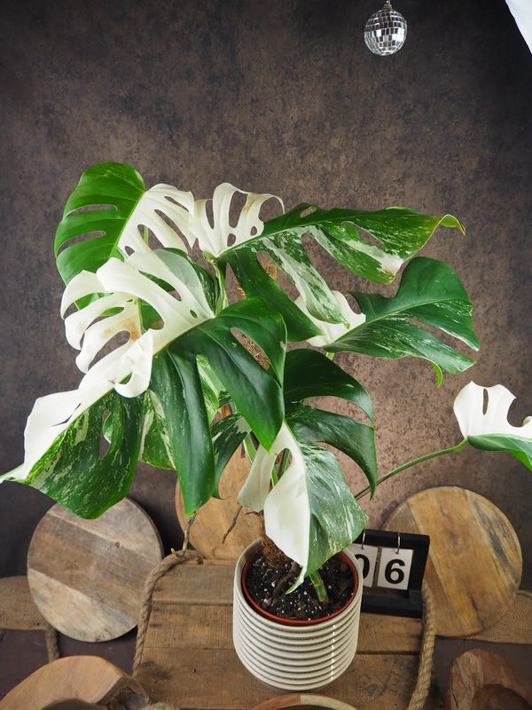 Monstera Deliciosa Albo Variegata #6 Monstera Deliciosa Albo Variegata #6