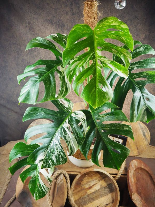 Monstera Deliciosa Albo Variegata #7 Monstera Deliciosa Albo Variegata #7