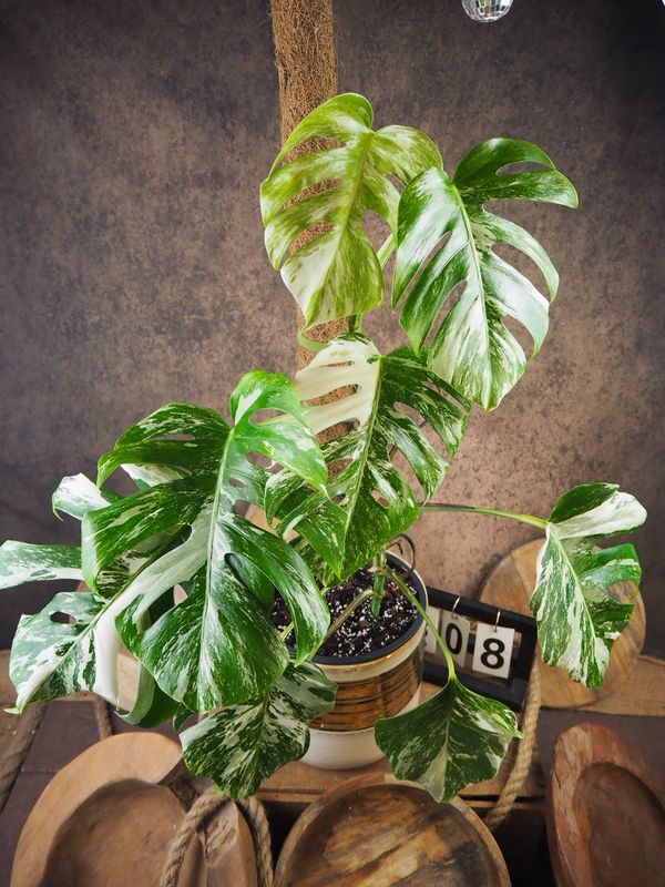 Monstera Deliciosa Albo Variegata #8 Monstera Deliciosa Albo Variegata #8