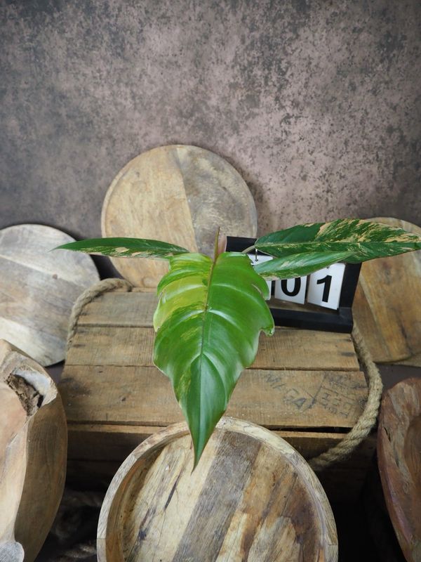 Philodendron Caramel Marble #1 Philodendron Caramel Marble #1