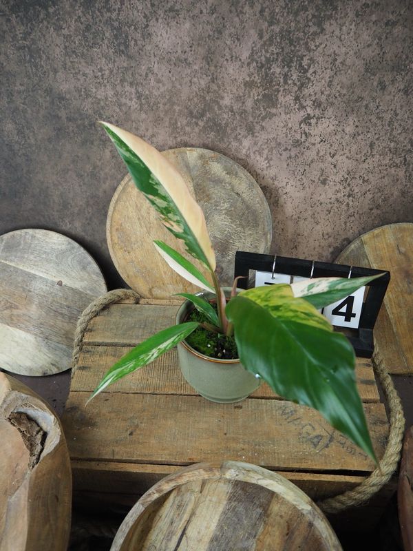 Philodendron Caramel Marble #4 Philodendron Caramel Marble #4
