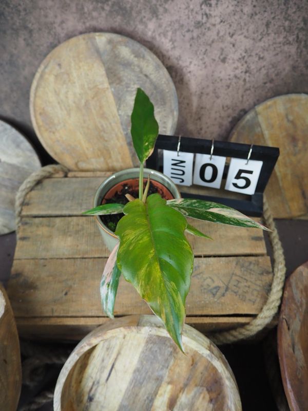 Philodendron Caramel Marble #5 Philodendron Caramel Marble #5