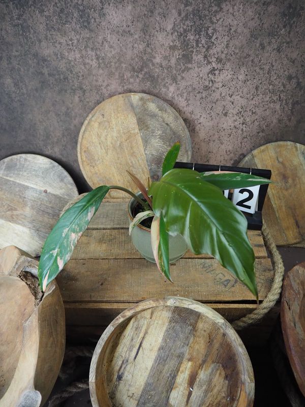 Philodendron Caramel Marble #2 Philodendron Caramel Marble #2
