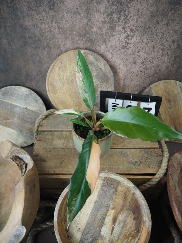 Philodendron Caramel Marble #7 Philodendron Caramel Marble #7