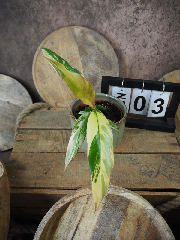 Philodendron Caramel Marble #3 Philodendron Caramel Marble #3