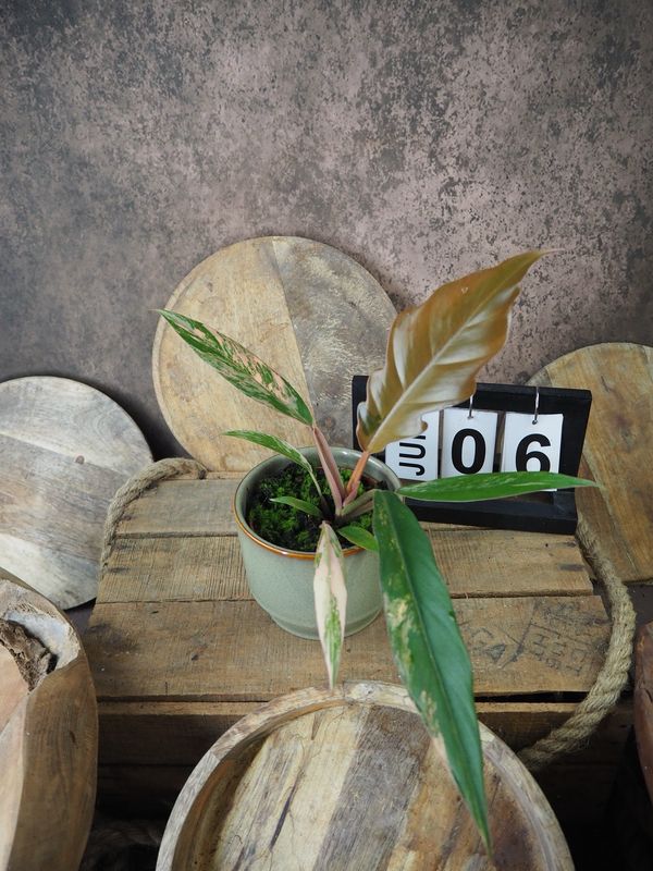 Philodendron Caramel Marble #6 Philodendron Caramel Marble #6