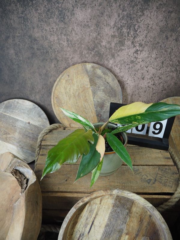 Philodendron Caramel Marble #9 Philodendron Caramel Marble #9