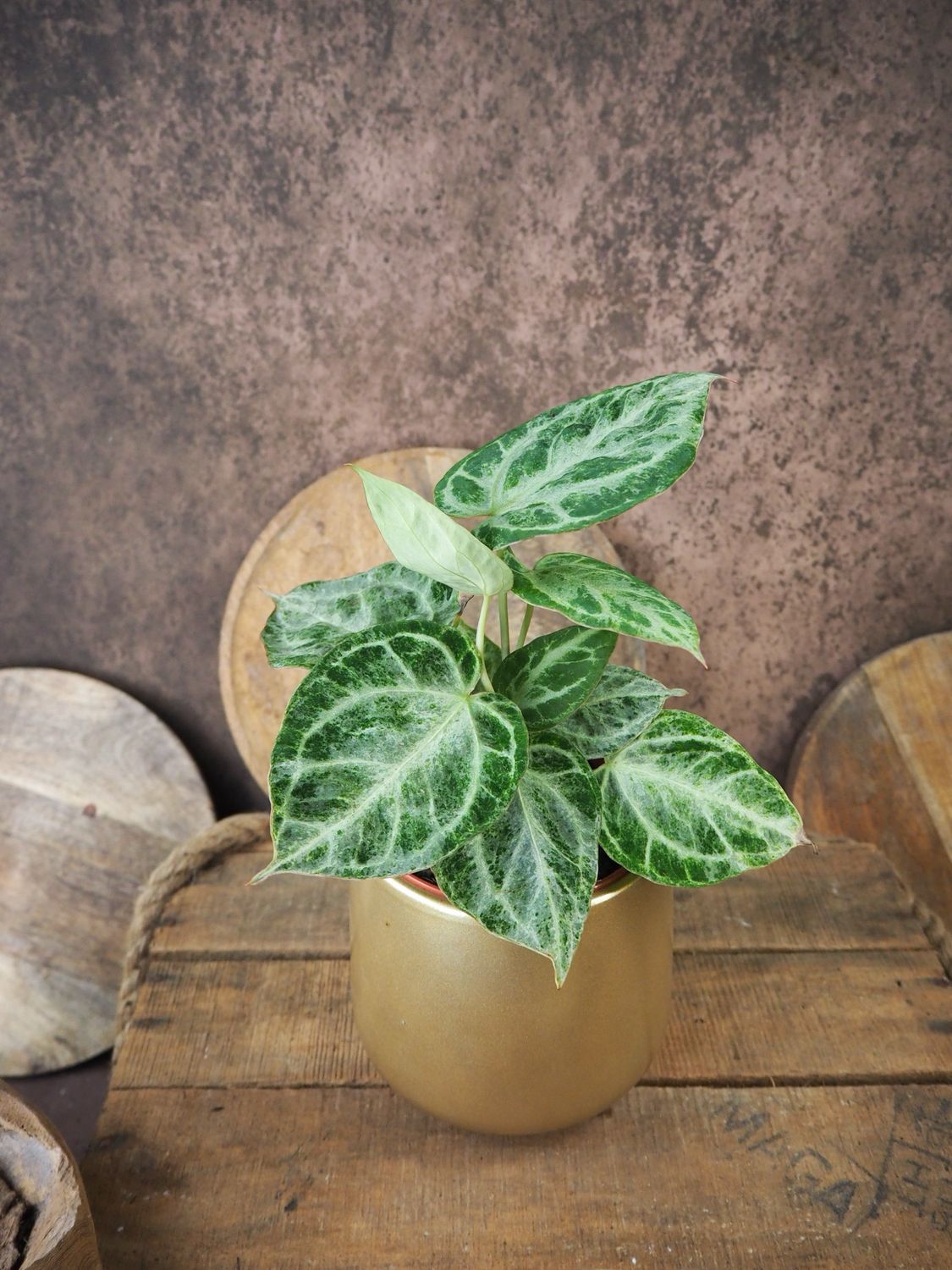 Anthurium Silver Blush Mint