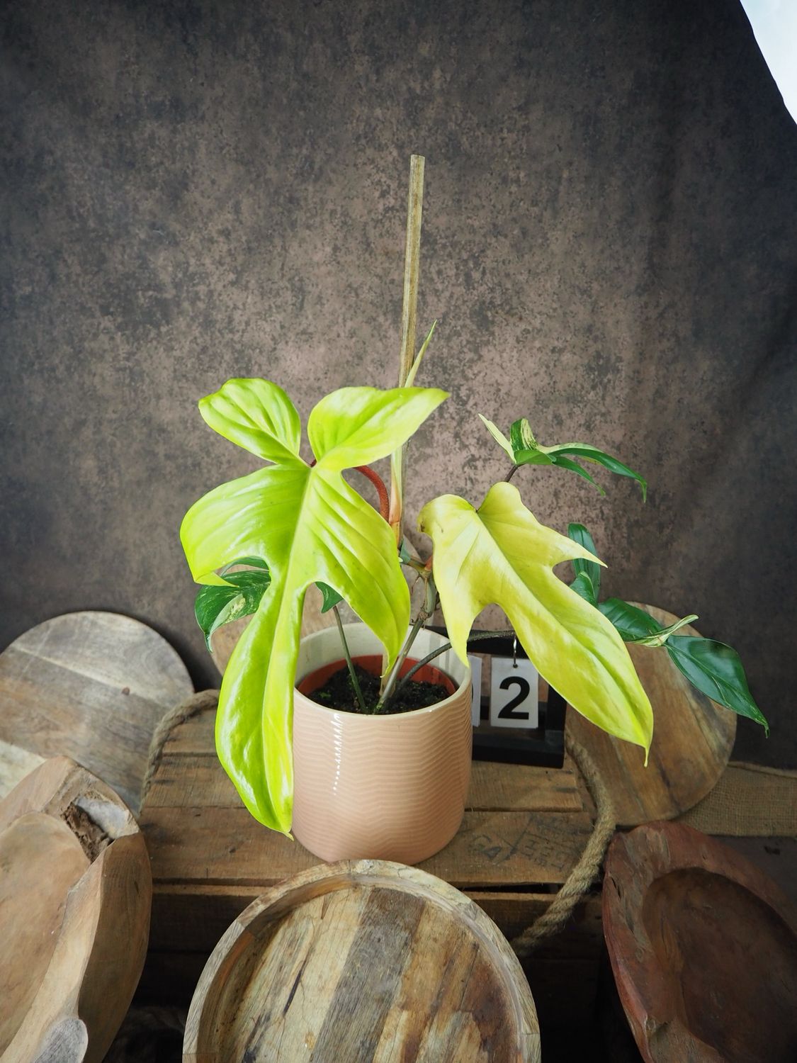 Philodendron Florida Beauty #2