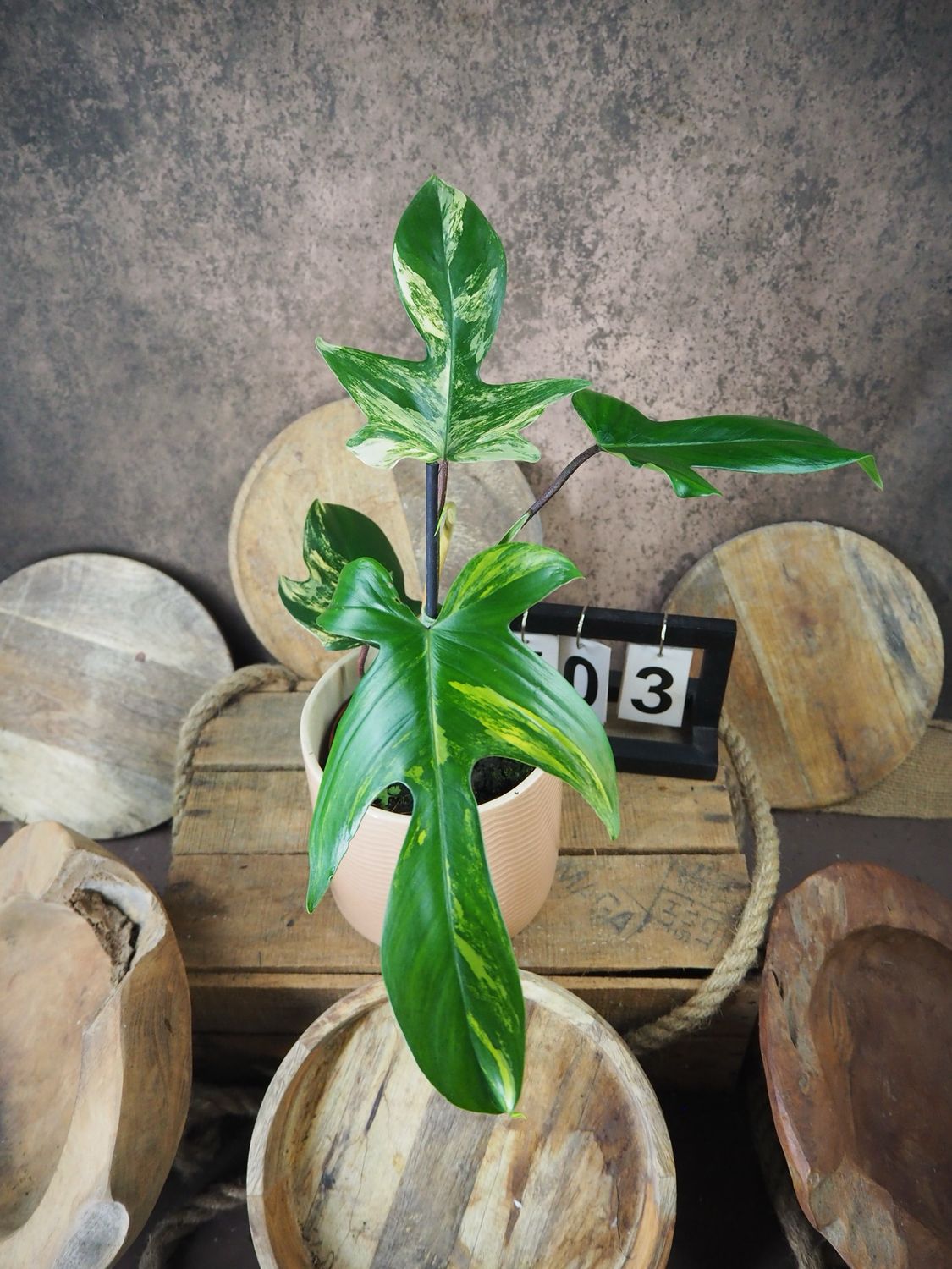 Philodendron Florida Beauty #3