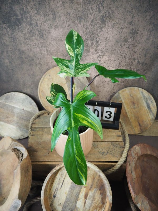 Philodendron Florida Beauty #3 Philodendron Florida Beauty #3