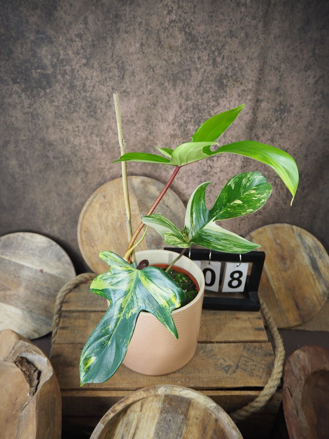 Philodendron Florida Beauty #8
