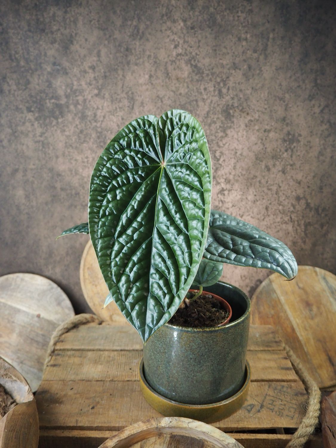 Anthurium Silver Luxurians BIG