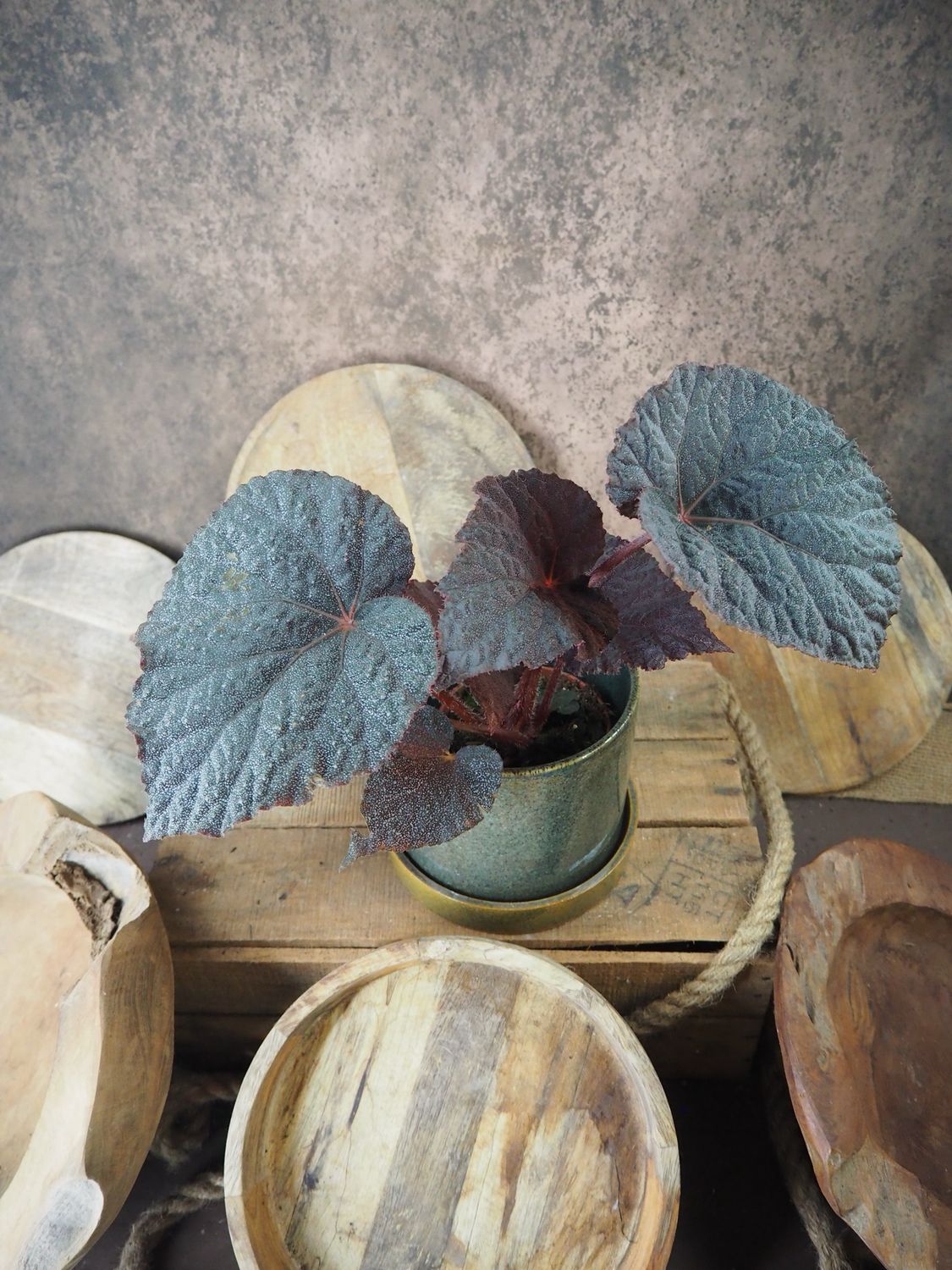 Begonia Taconite