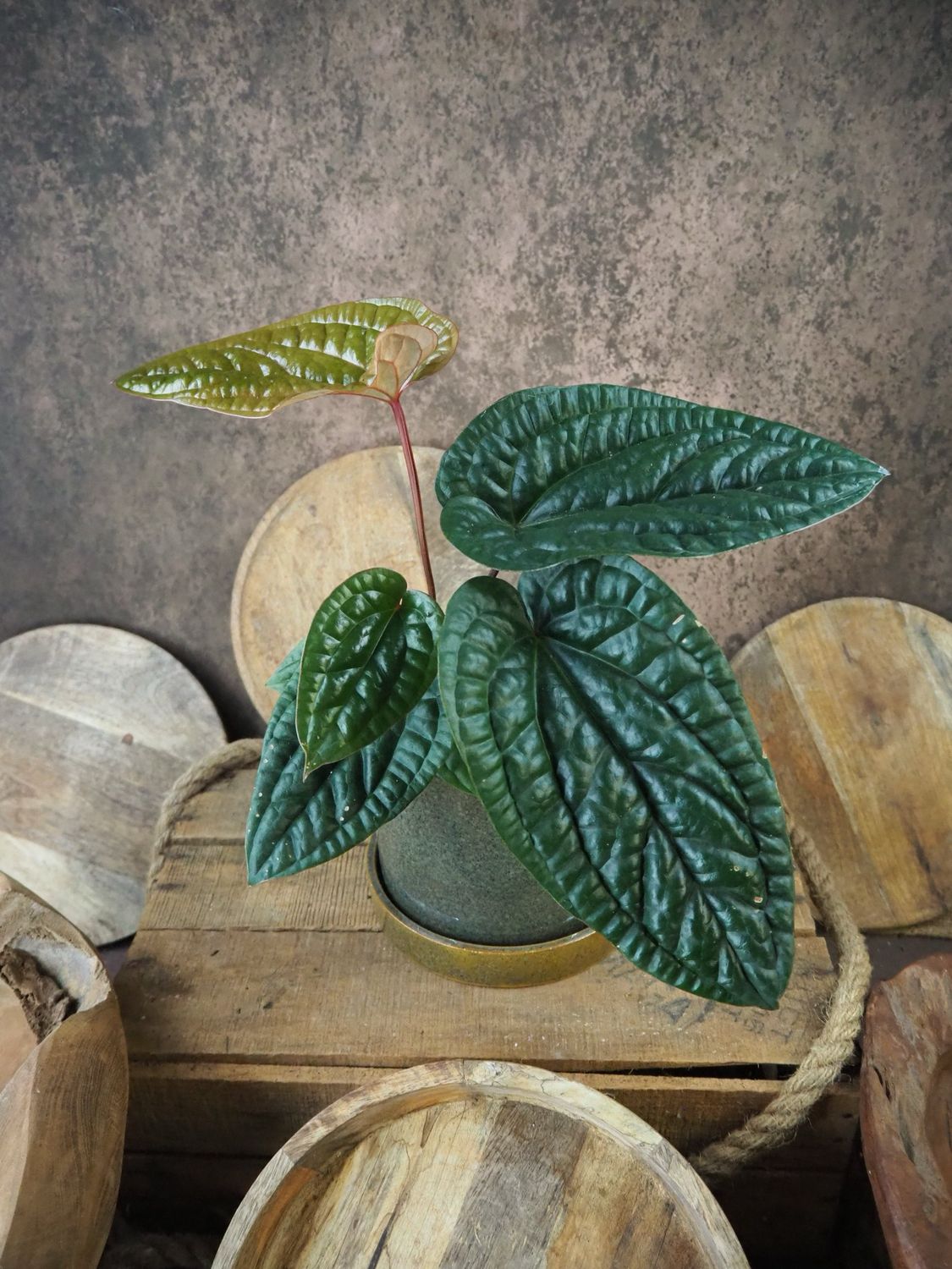 Anthurium Luxurians x Radicans M