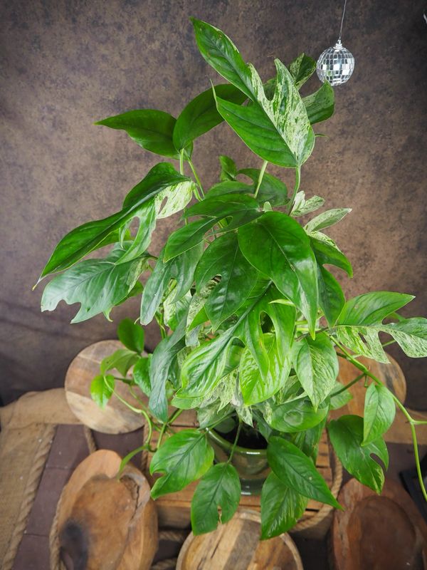 Epipremnum pinnatum Marble variegata XXL Epipremnum pinnatum Marble variegata XXL