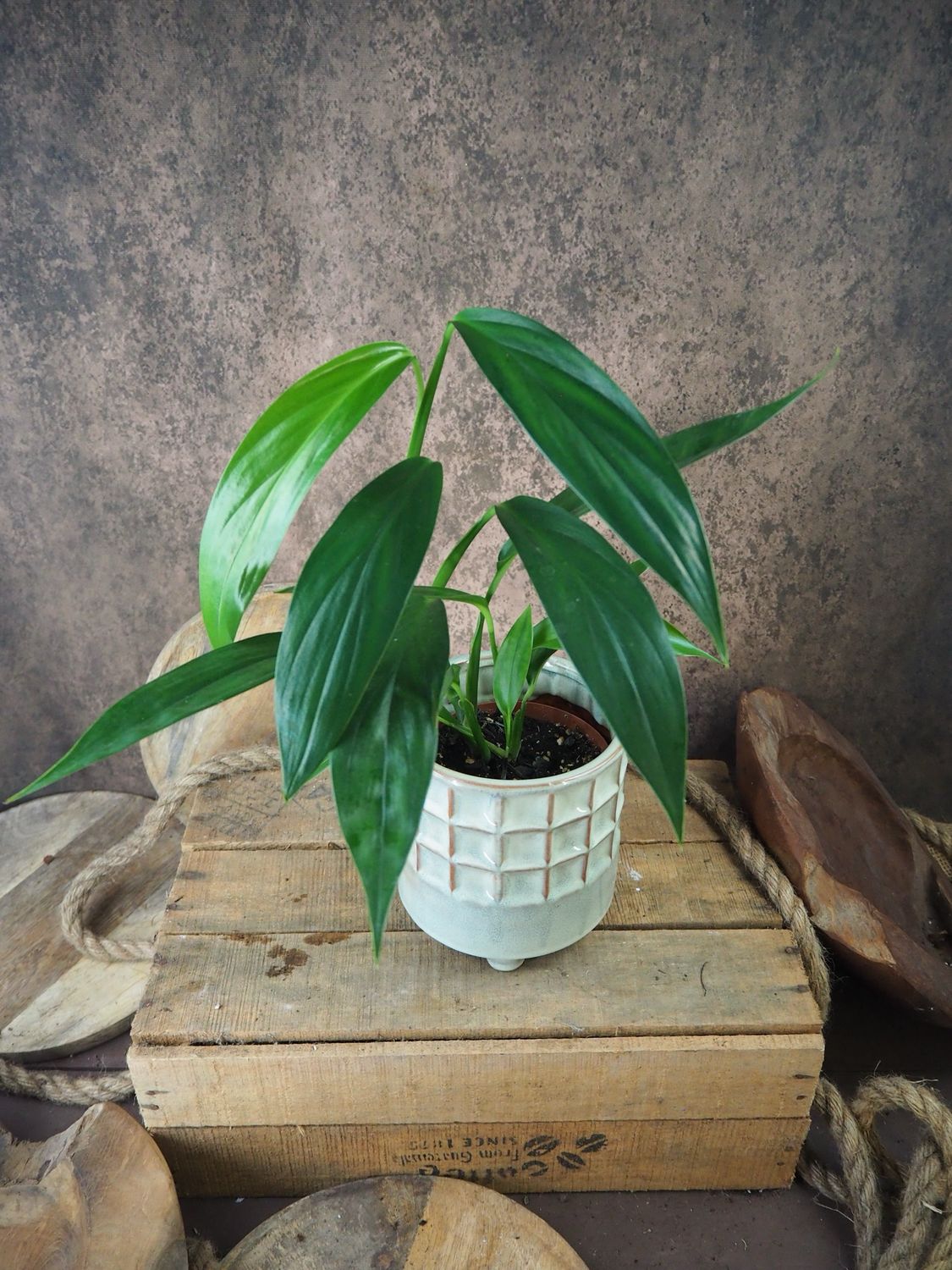 Epipremnum amplissimum