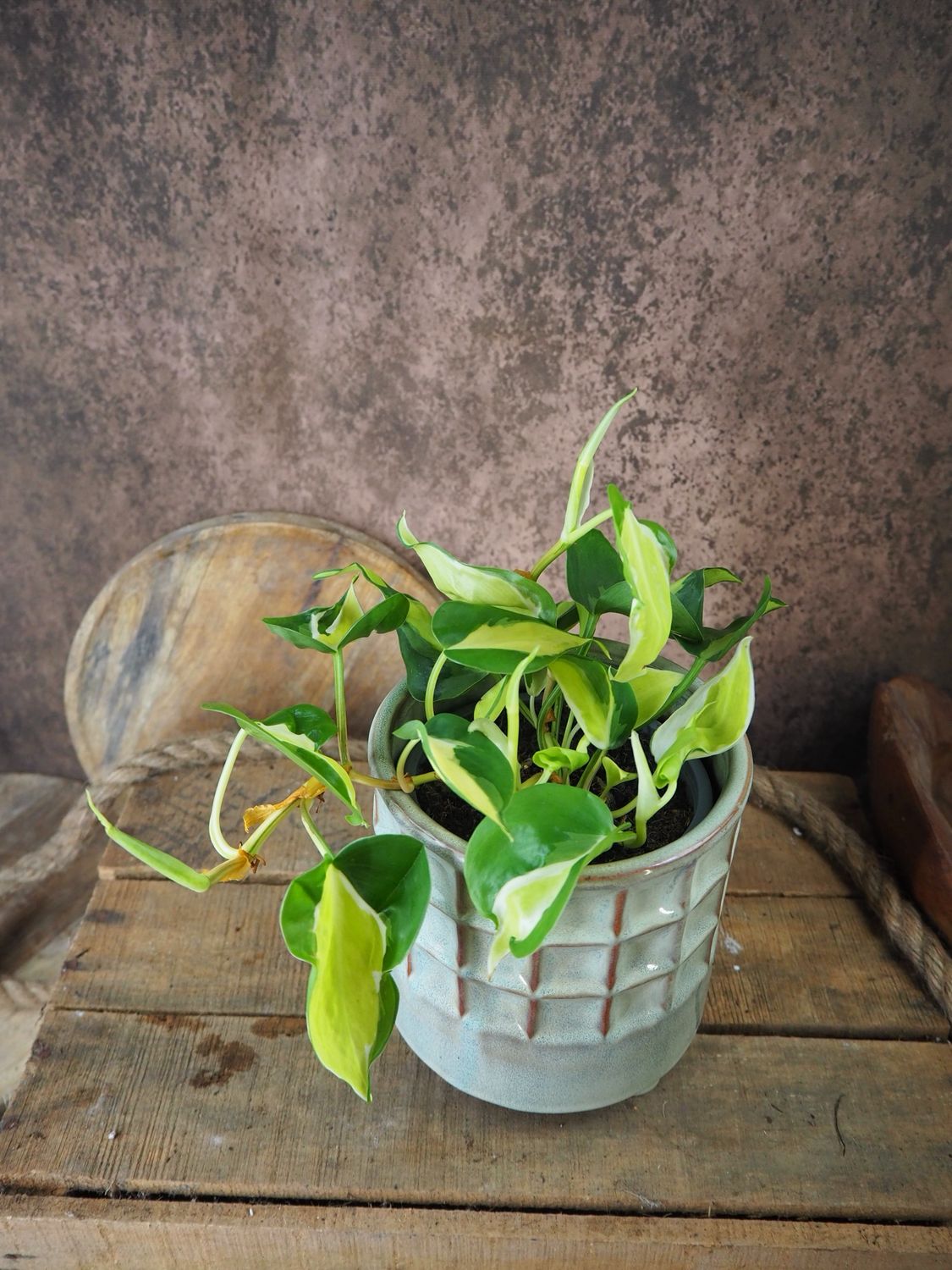 Philodendron Scandens Rio