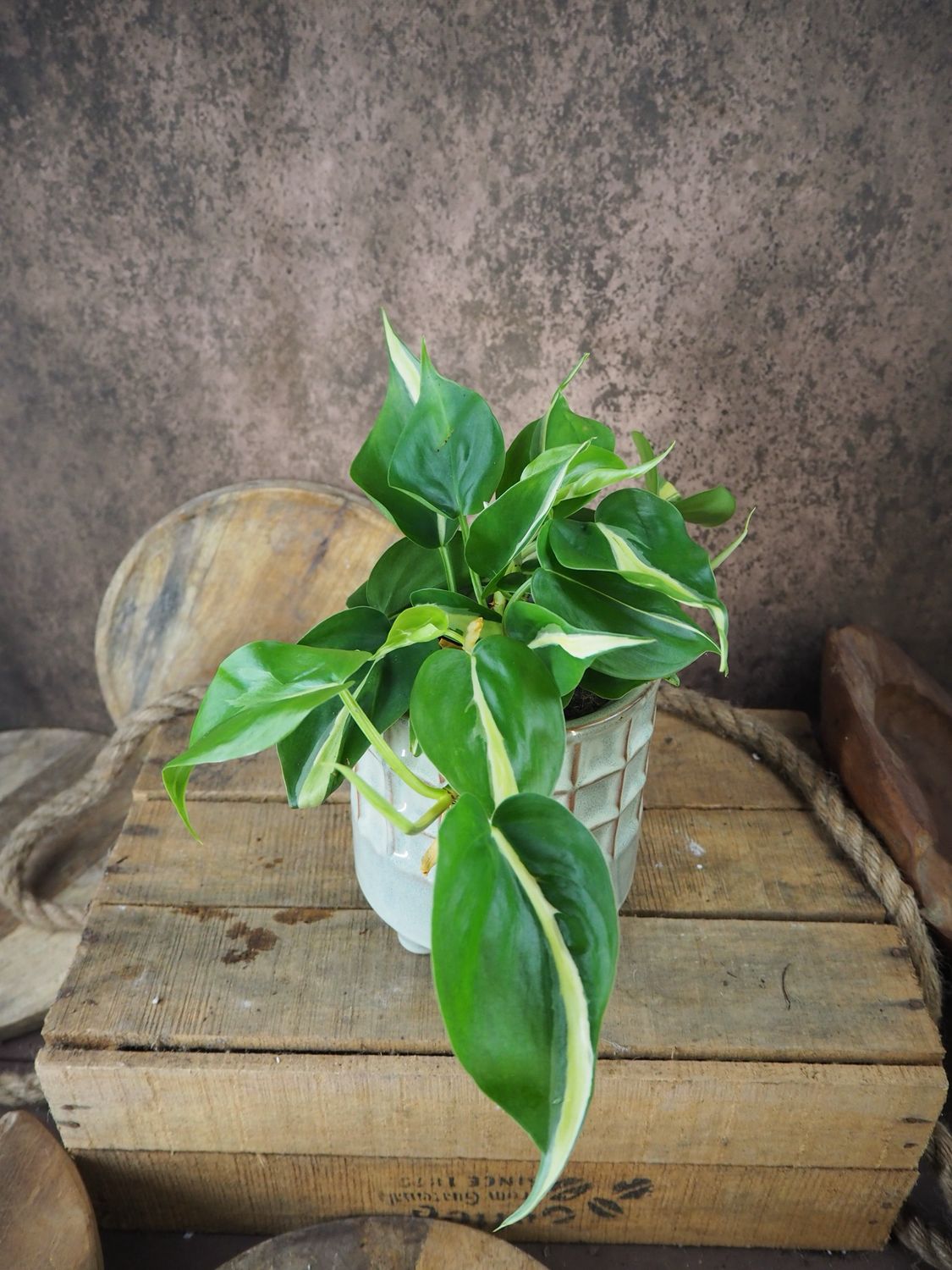 Philodendron Cream Splash