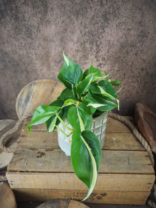 Philodendron Cream Splash