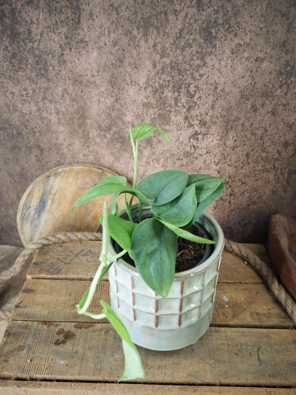 Scindapsus Silver Hero