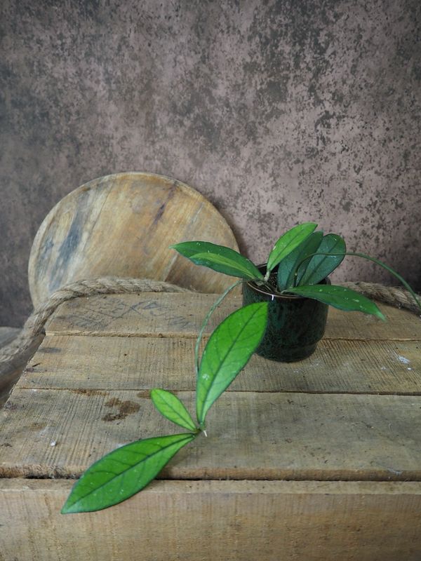 Hoya crassipetiolata S