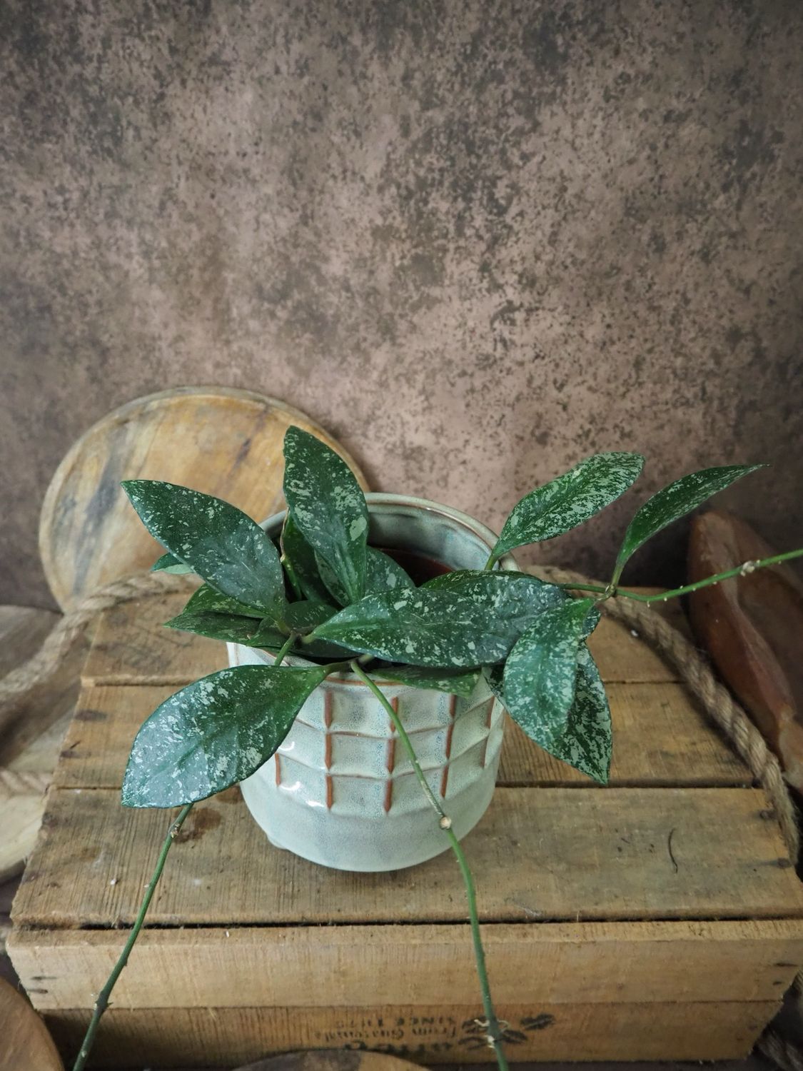 Hoya rudumensis Splash